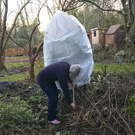 Ultimate Protection 50GSM Frost Fleece Plant Jacket - 1.6m Wide X 2m High - Image 4