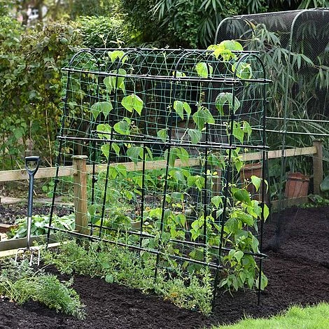 Garden Gear Pea & Bean Tunnel 1.8 X 1.8m