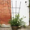 Garden Gear 1.2-Metre Fan Trellis