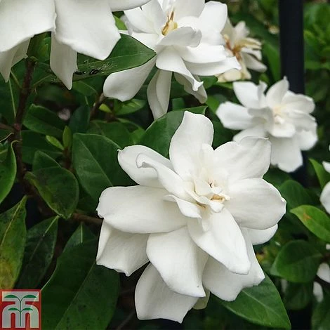 Gardenia 'Crown Jewels' - Image 2