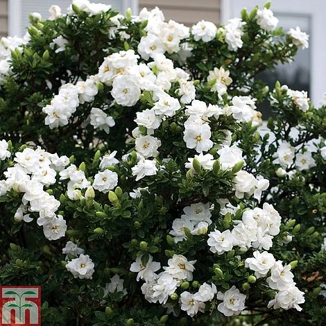 Gardenia 'Crown Jewels' - Image 3