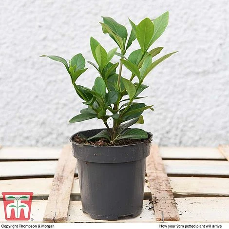 Gardenia 'Crown Jewels' - Image 4