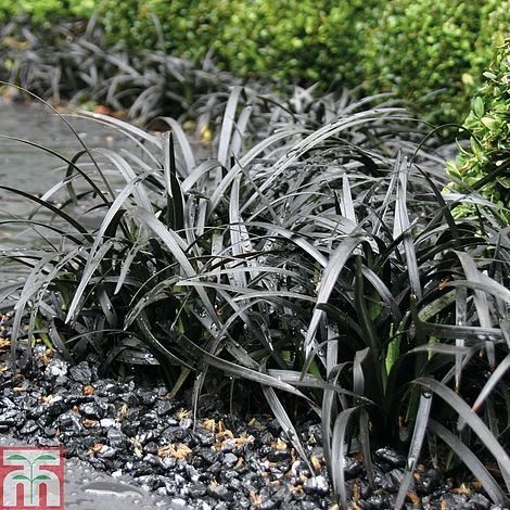 Grass Collection - Image 3