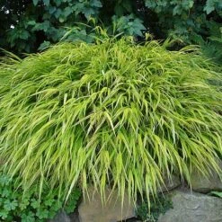 Hakonechloa Macra 'Aureola'