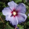Hibiscus Syriacus 'Azurri'