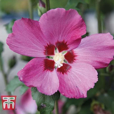 Hibiscus Syriacus 'Woodbridge' - Image 3