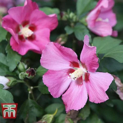 Hibiscus Syriacus 'Woodbridge' - Image 9