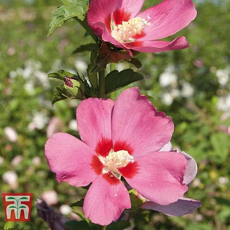 Hibiscus Syriacus 'Woodbridge' - Image 10