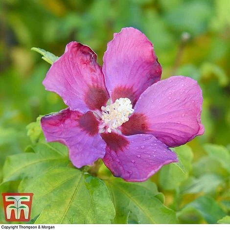 Hibiscus Syriacus 'Woodbridge' - Image 2
