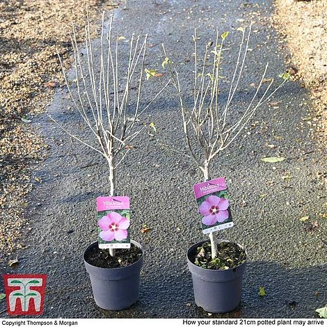 Hibiscus Syriacus 'Woodbridge' - Image 6