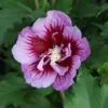 Hibiscus Syriacus 'Purple Pillar'
