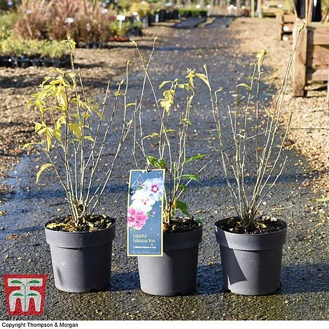 Hibiscus 'Tricolour' - Image 3