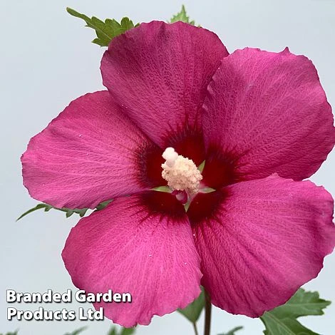 Hibiscus 'Flower Tower Collection' - Image 4