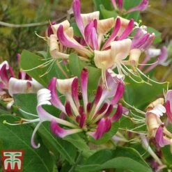 Honeysuckle 'Fragrant Cloud'