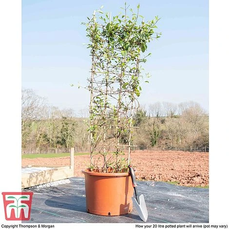 Honeysuckle 'Halliana' - Trellis - Image 4