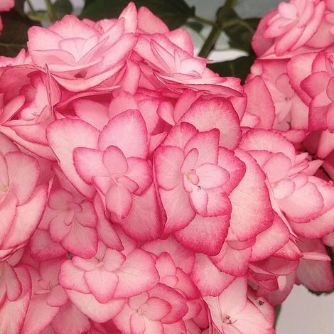 Hydrangea Macrophylla 'Miss Saori' - Image 2