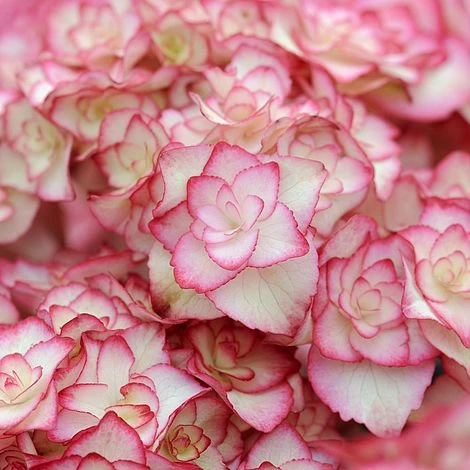 Hydrangea Macrophylla 'Miss Saori' - Image 4