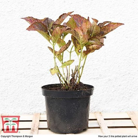 Hydrangea Macrophylla 'Miss Saori' - Image 5