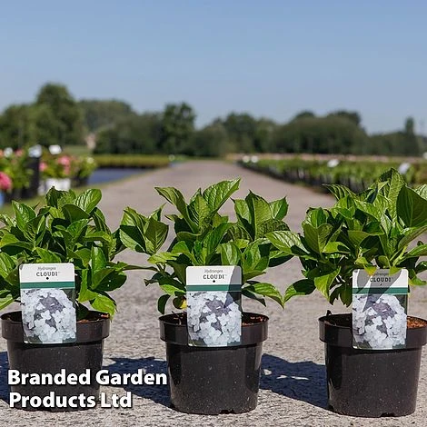 Hydrangea 'Cloudi' - Image 2