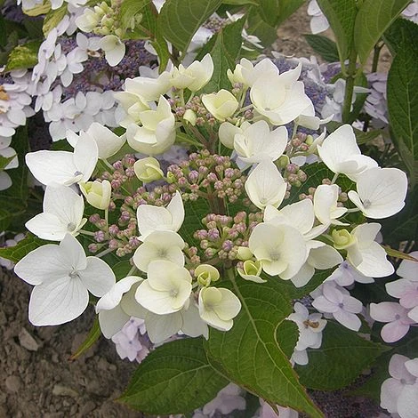 Hydrangea 'Cloudi' - Image 3