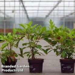 Hydrangea Quercifolia 'Ice Crystal'