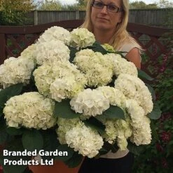 Hydrangea Macrophylla 'White'