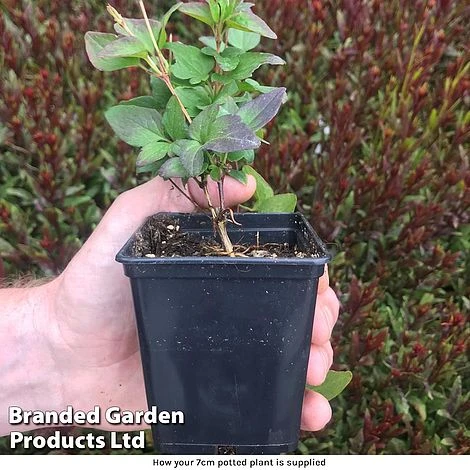 Clematis Florida 'Taiga' - Image 2