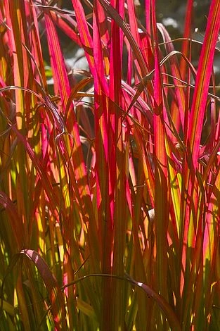 Summer Grass Trio - Image 6