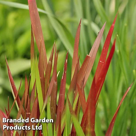 Colourful Ornamental Grass Collection - Image 6