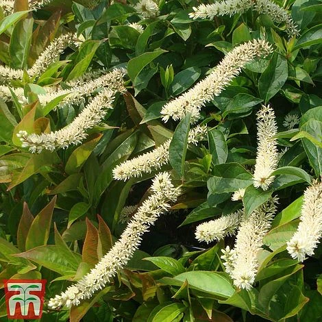 Itea Virginica 'Little Henry'