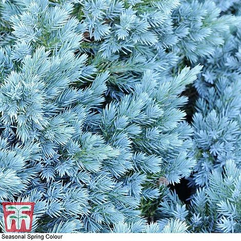 Juniperus Chinensis 'Blaauw' - Image 3