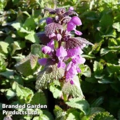 Lamium Maculatum Roseum