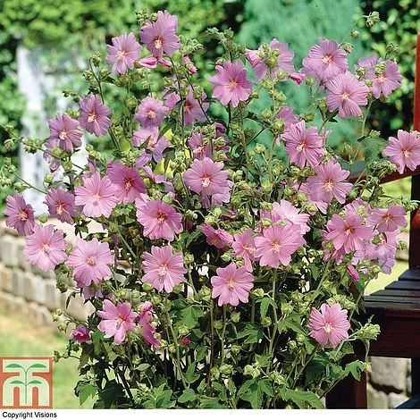 Lavatera X Clementii 'Rosea' - Image 2