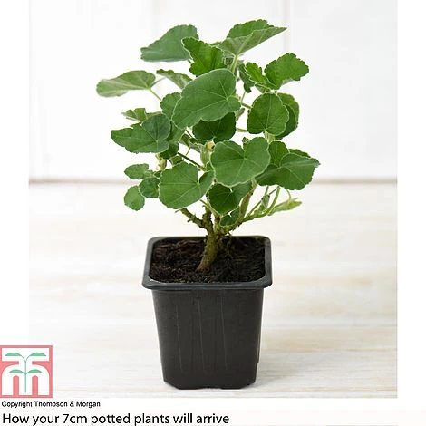 Lavatera X Clementii 'Rosea' - Image 3