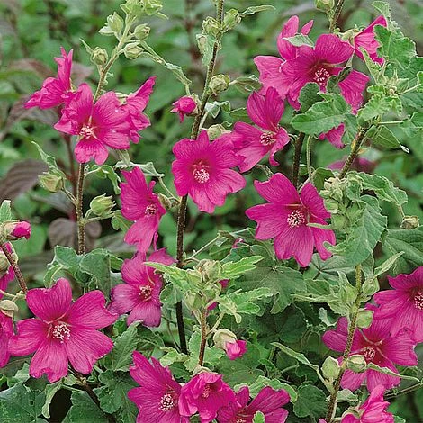 Lavatera X Clementii 'Burgundy Wine' - Image 2