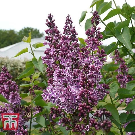 Lilac 'Sensation' - Image 2