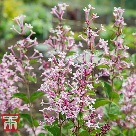 Lilac 'Bloomerang Pink Perfume' - Image 2