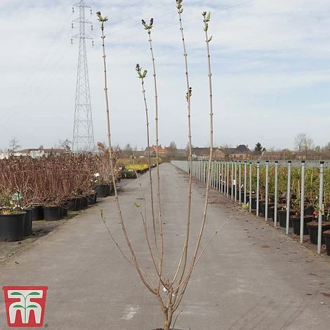 Lilac 'Esther Staley' - Image 3