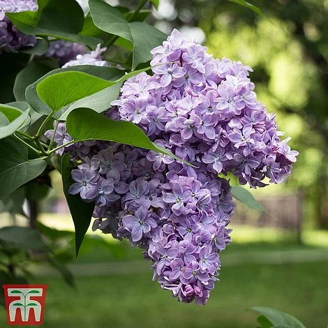 Lilac 'Michel Buchner'