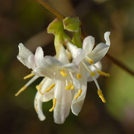 Lonicera X Purpusii 'Winter Beauty' - Image 3