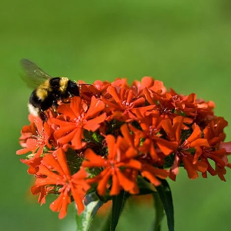 Lychnis Chalcedonica - Image 2