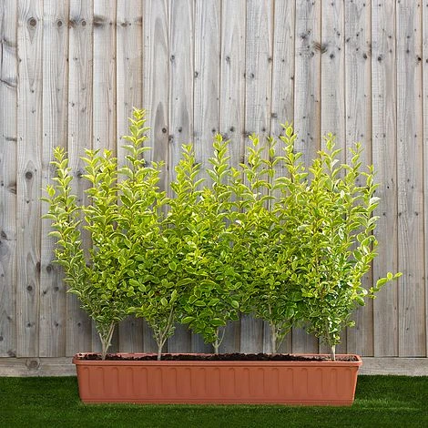 Privet Instant Trough Hedge 1m (pre-grown)