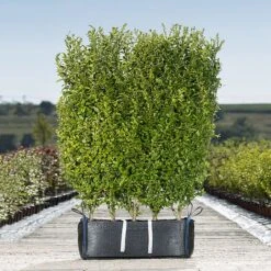 Privet Ready Bag Instant Hedge 1m (pre-grown)