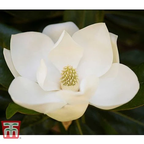 Magnolia Grandiflora 'Alta' - Image 6