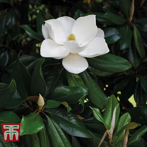 Magnolia Grandiflora 'Alta' - Image 2