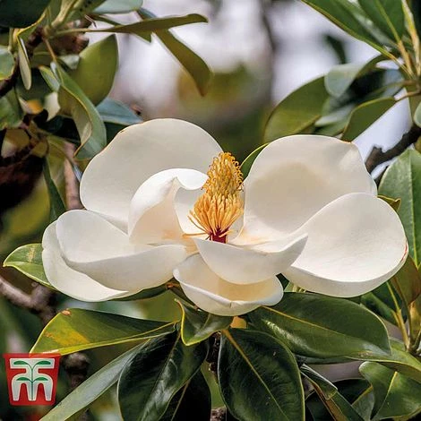 Magnolia Grandiflora 'Alta' - Image 3