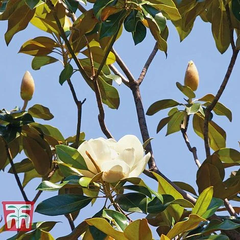 Magnolia Grandiflora 'Alta' - Image 4