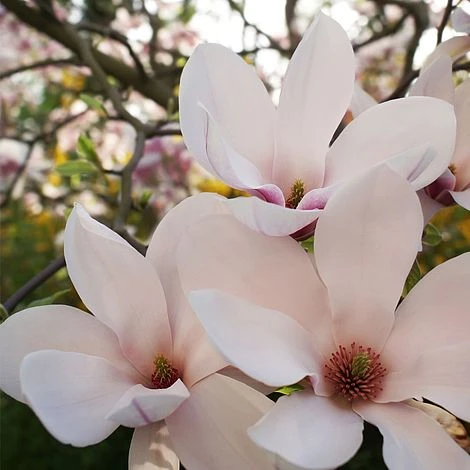 Magnolia X Soulangeana - Image 2