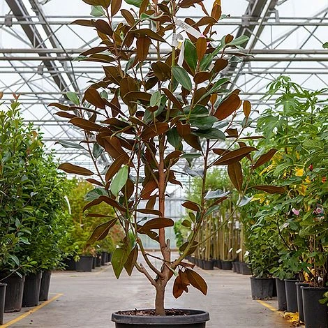 Magnolia Grandiflora 'Goliath' - Image 2