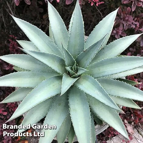 Mangave 'Frosted Elegance'